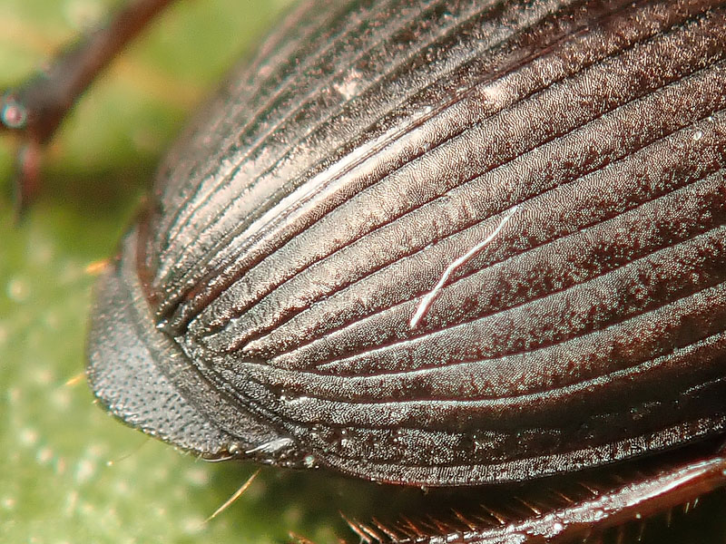 Carabo di Natale: Harpalus distinguendus